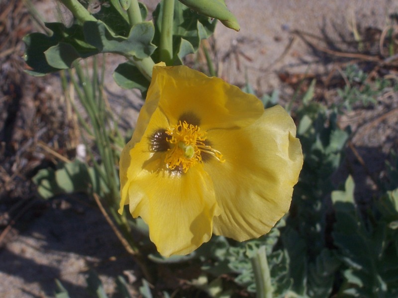 Glaucium flavum / Papavero cornuto